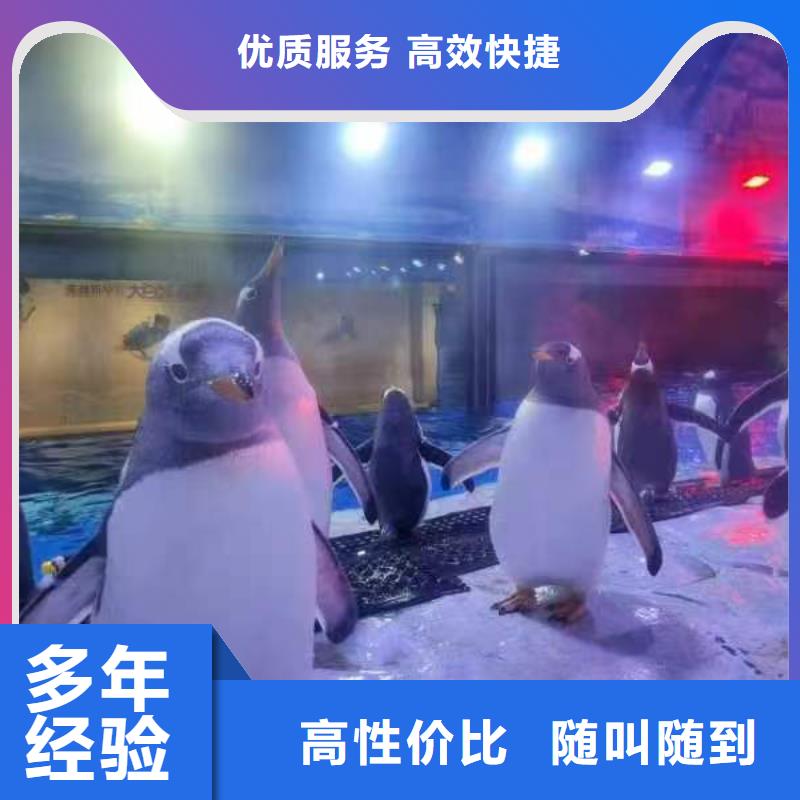 巴布亞企鵝品牌:兮洋動物展覽有限公司