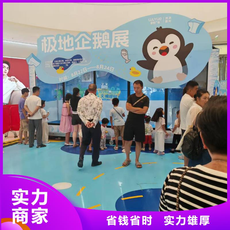 企鵝展覽-質(zhì)量可靠