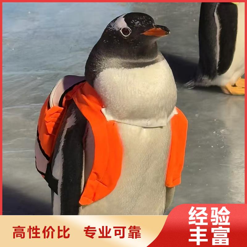 企鵝展覽現(xiàn)貨供應-可定制