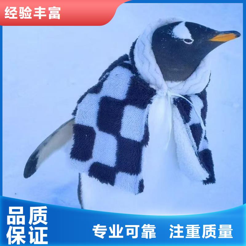 企鵝出租廠家量身定制