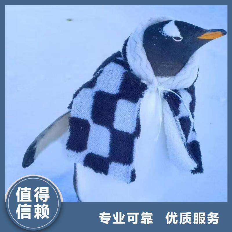 在本地買企鵝租賃更實惠