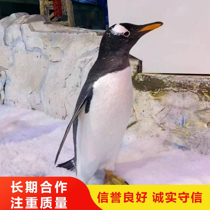 企鵝展覽-質(zhì)量可靠