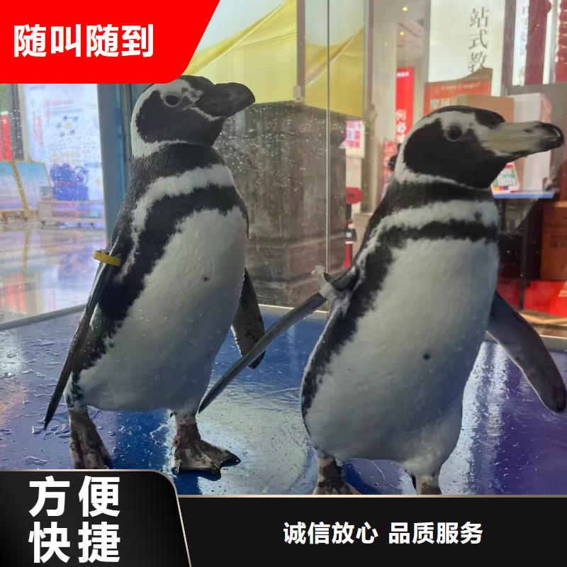 購(gòu)買帽帶企鵝【無(wú)中間商】