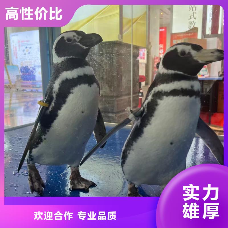 定制帽帶企鵝_生產(chǎn)廠家