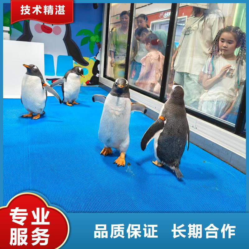 企鵝租賃制造商