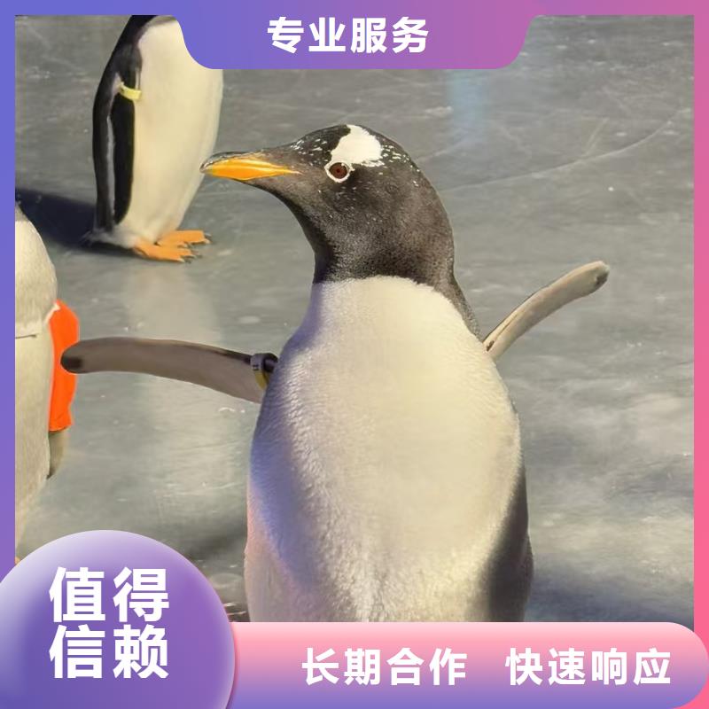 企鵝展覽現(xiàn)貨批發(fā)價(jià)格