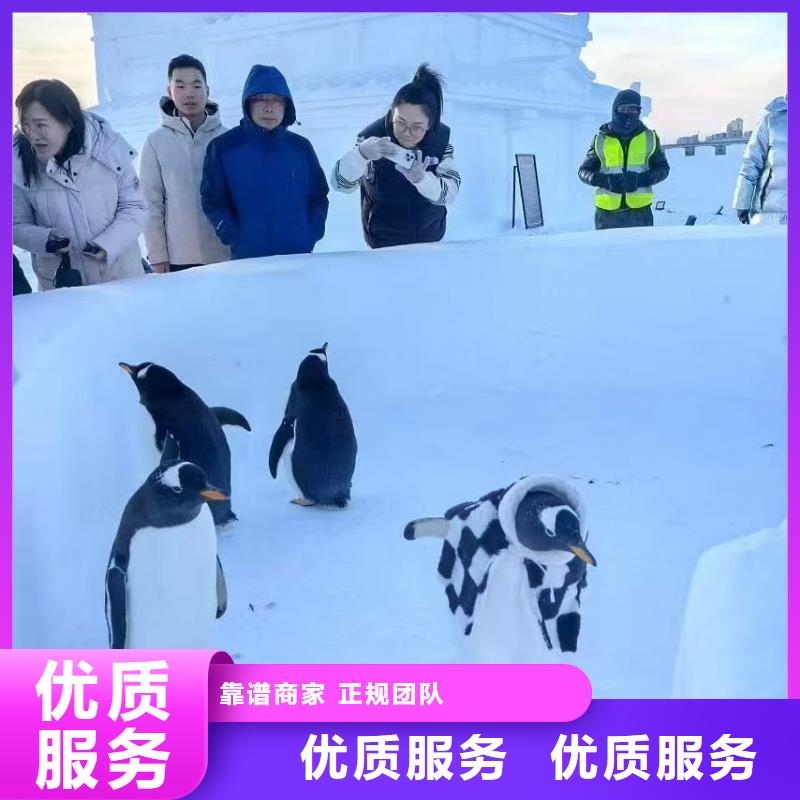 企鵝出租-高質(zhì)量企鵝出租