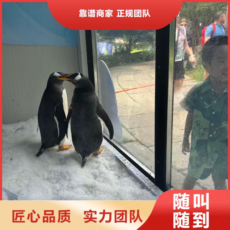 企鵝展覽-質(zhì)量可靠