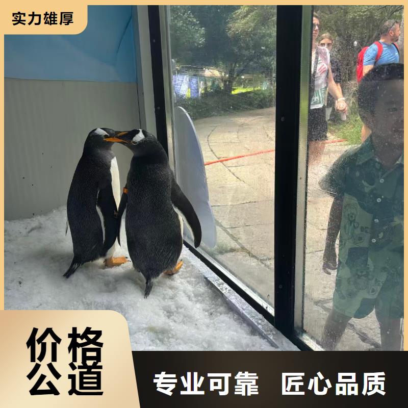 帝企鵝 -帝企鵝 可定制