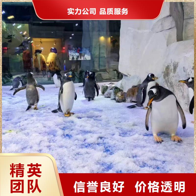 企鵝出租_多年生產(chǎn)經(jīng)驗