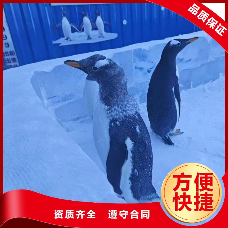 信譽(yù)好的企鵝展覽公司