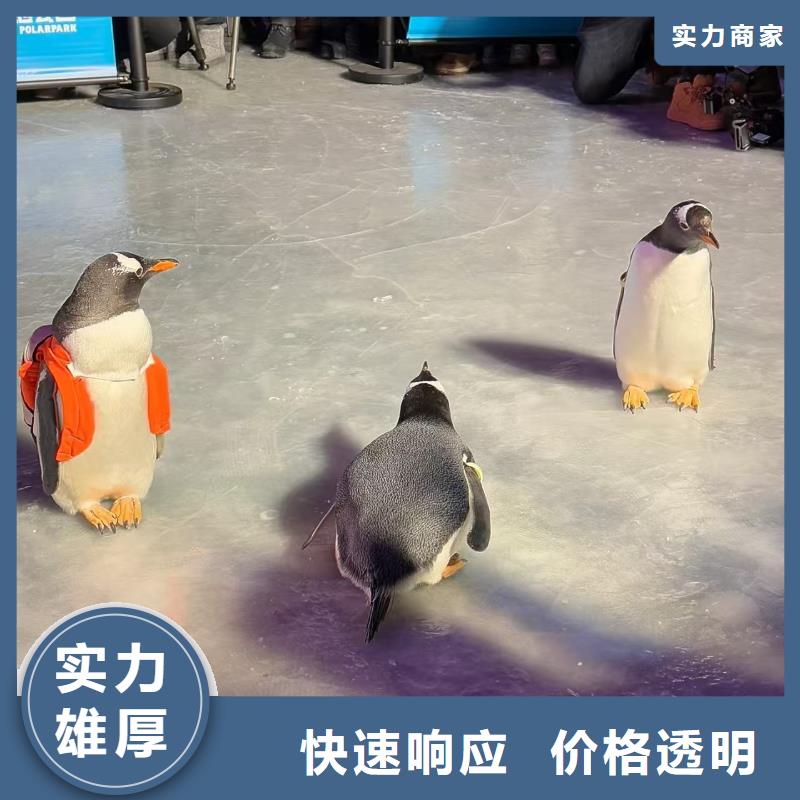 企鵝展覽-質(zhì)量可靠