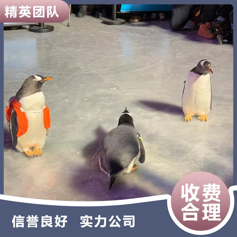 優(yōu)選:巴布亞企鵝企業(yè)