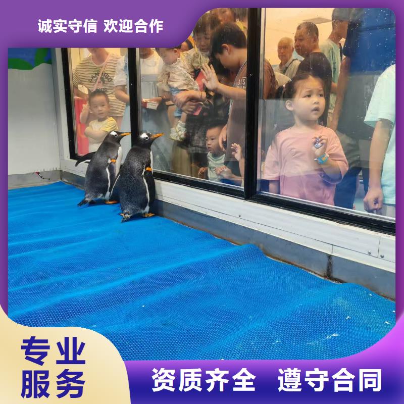 生產(chǎn)帽帶企鵝的當?shù)貜S家