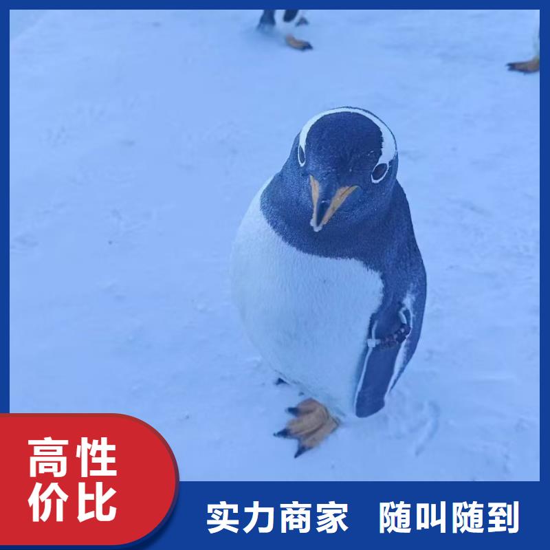 企鵝出租現(xiàn)貨直銷