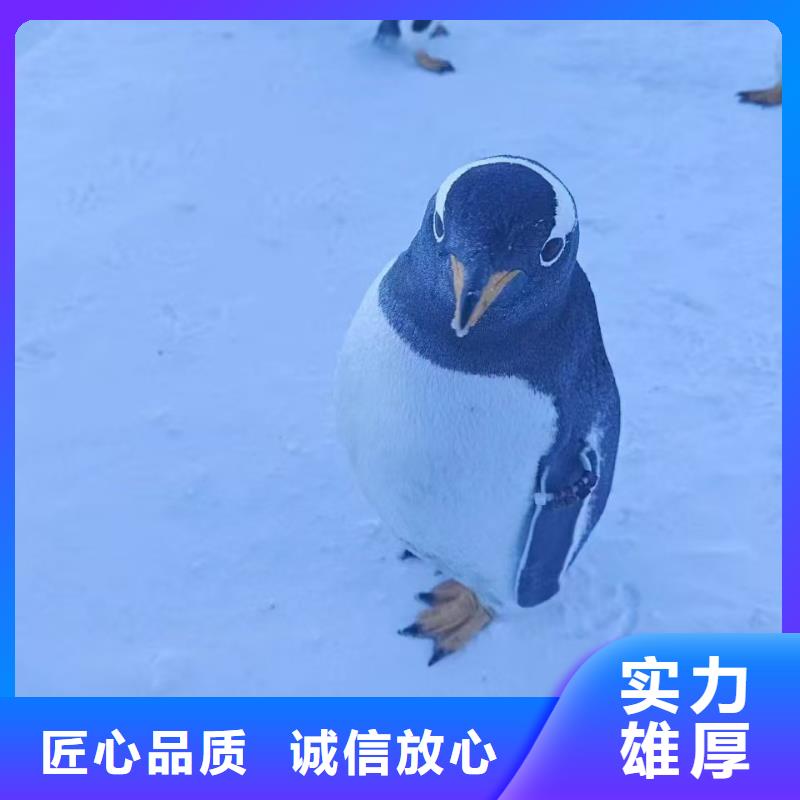 企鵝出租-高質(zhì)量企鵝出租