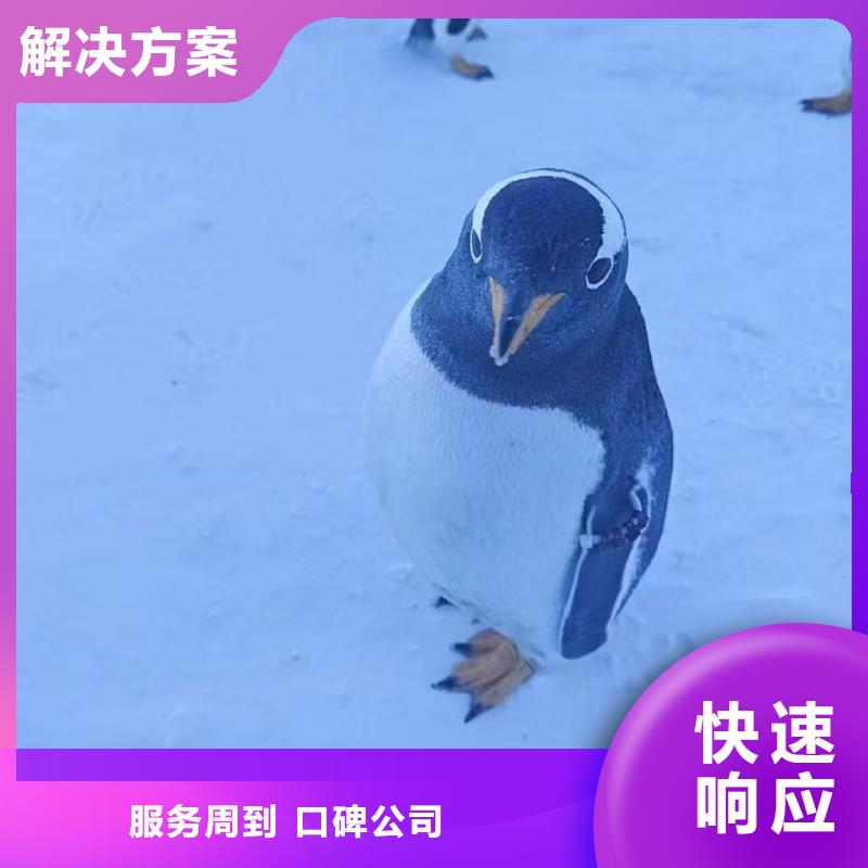 生產(chǎn)企鵝展_精選廠家