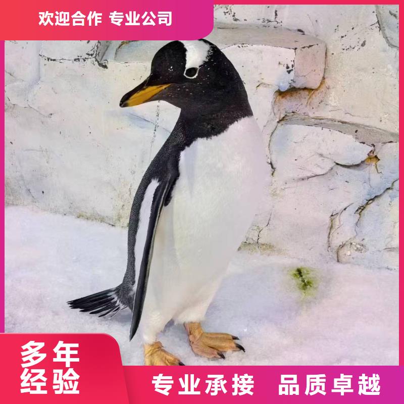 企鵝出租-只做精品