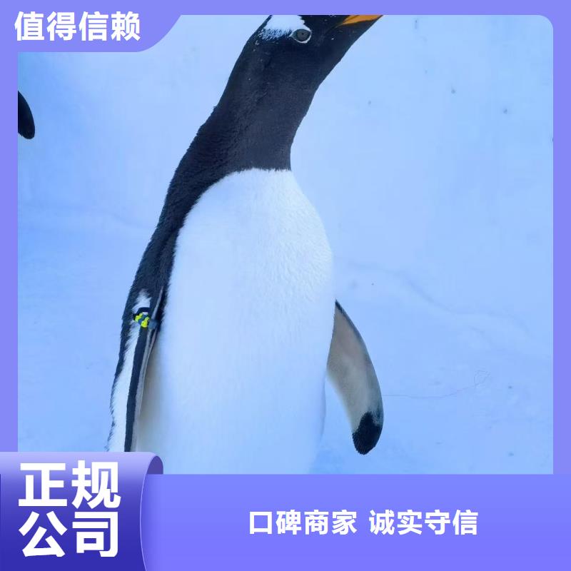 企鵝出租現(xiàn)貨直銷