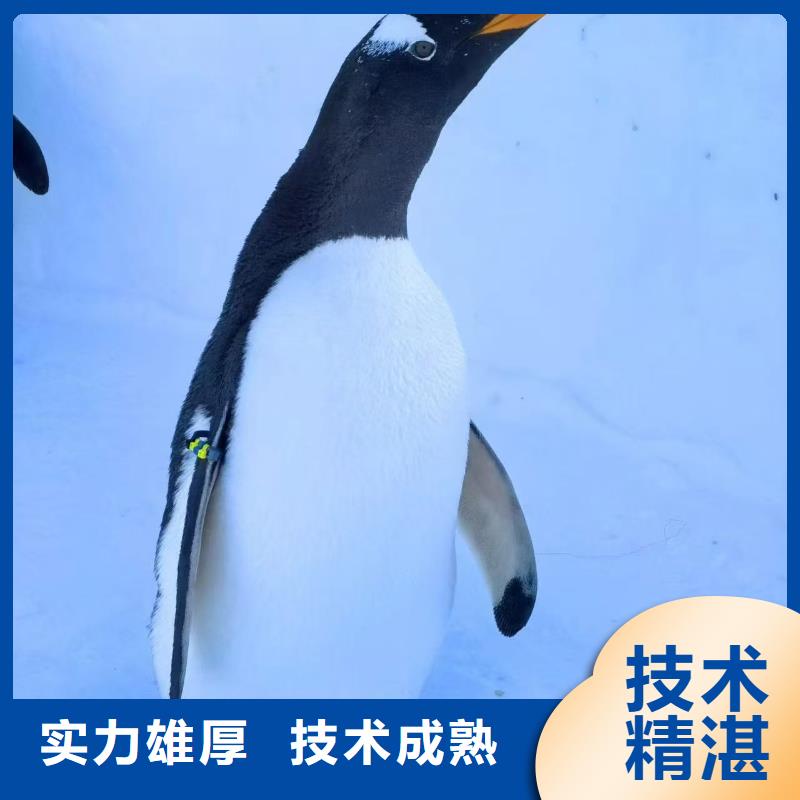 在本地買企鵝租賃更實惠