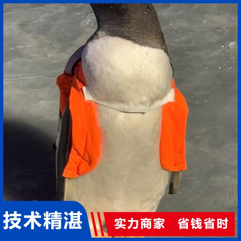 靠譜的企鵝展經(jīng)銷商