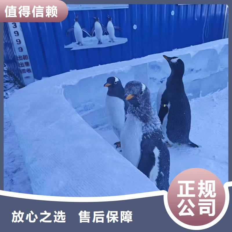 生產(chǎn)帽帶企鵝的當?shù)貜S家