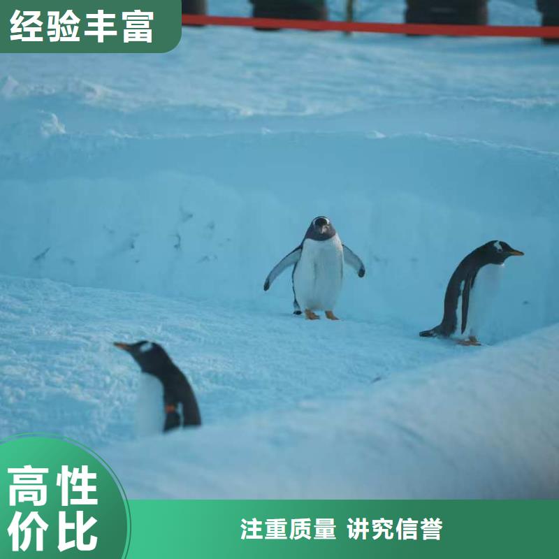 質(zhì)優(yōu)價廉的企鵝出租基地