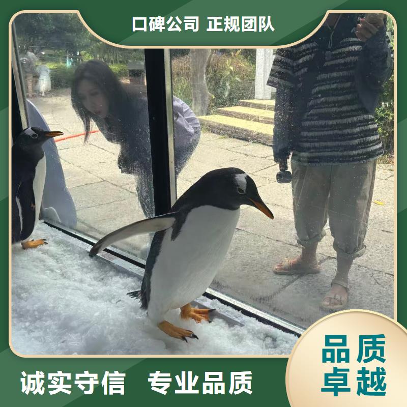 企鵝出租_多年生產(chǎn)經(jīng)驗