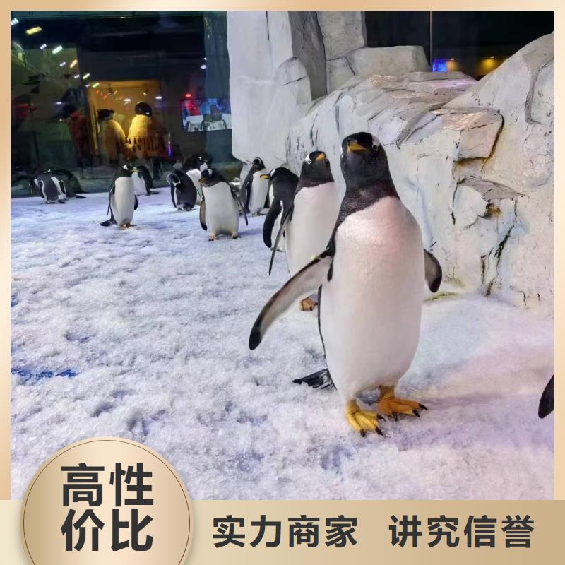 企鵝出租_多年生產(chǎn)經(jīng)驗