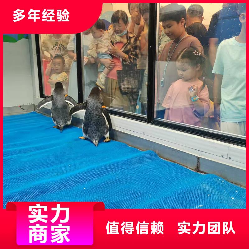 優(yōu)選帝企鵝