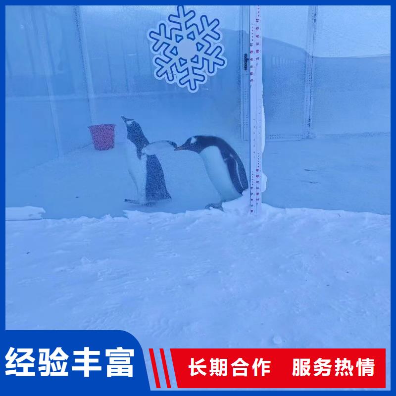 企鵝展覽-質(zhì)量可靠