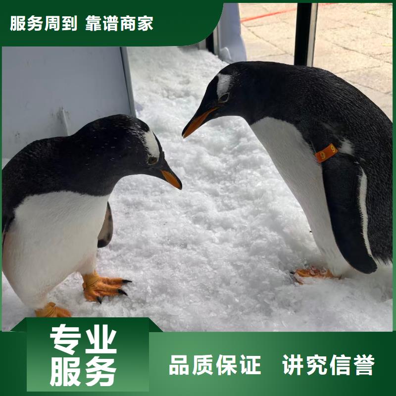 定制帽帶企鵝_生產(chǎn)廠家