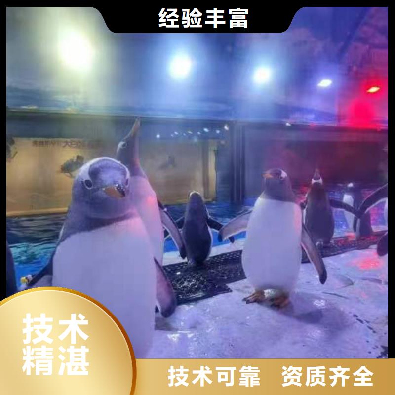 企鵝展覽現(xiàn)貨批發(fā)價(jià)格