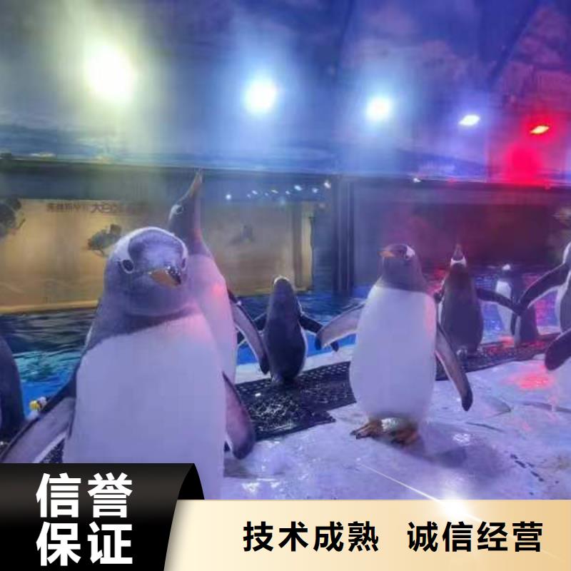 企鵝出租_多年生產(chǎn)經(jīng)驗