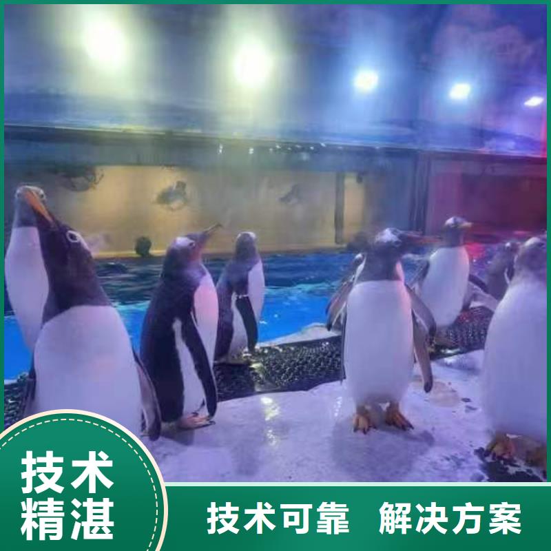 企鵝展覽出租批發(fā)廠家