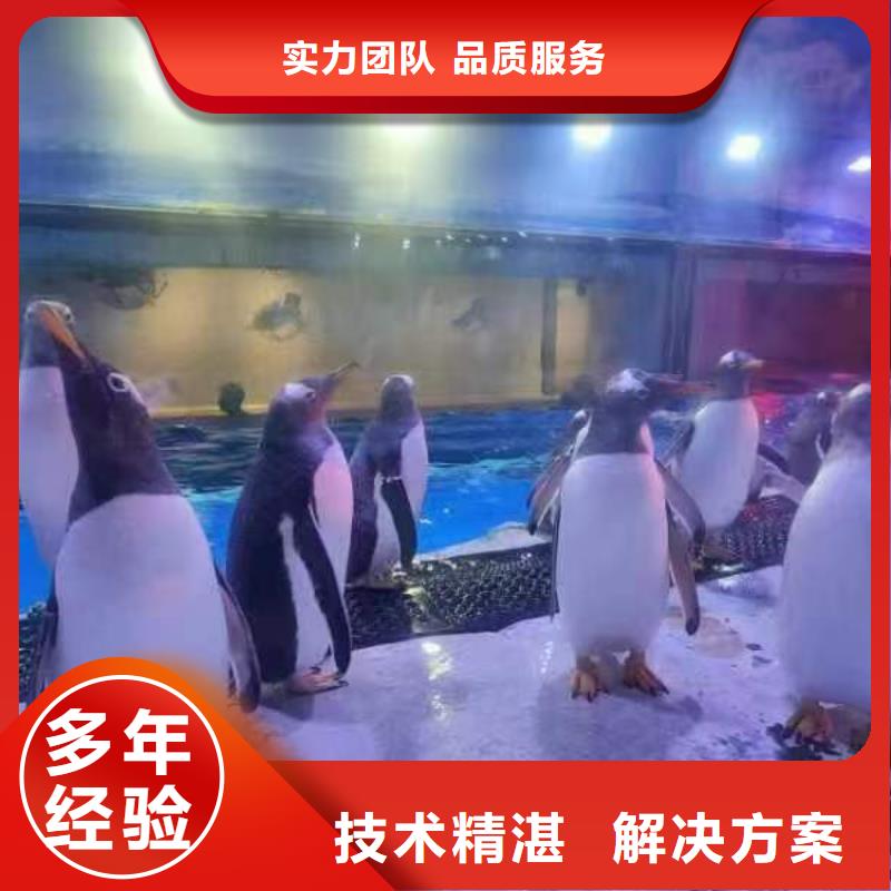 企鵝出租-高質(zhì)量企鵝出租