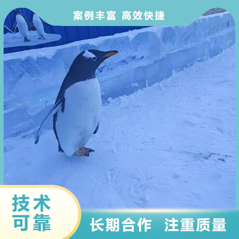 定制帽帶企鵝_生產(chǎn)廠家