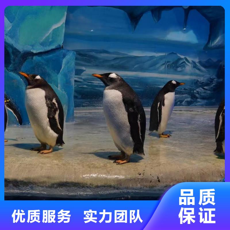 定制帽帶企鵝_生產(chǎn)廠家