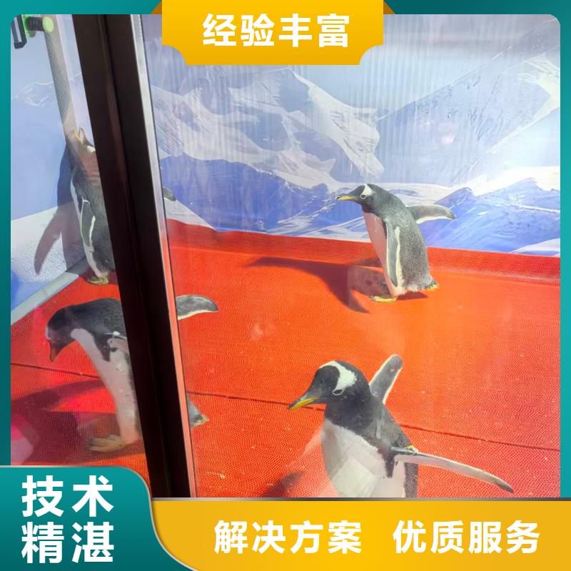 企鵝出租發(fā)貨及時