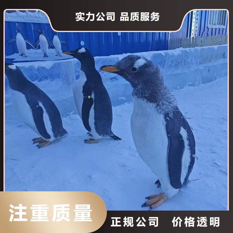 企鵝出租廠家量身定制