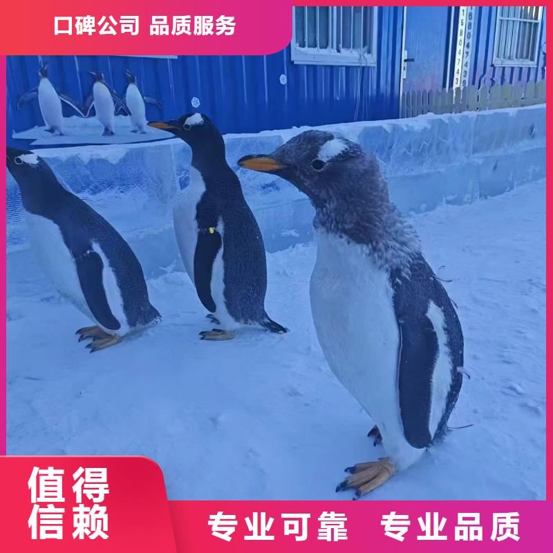 企鵝出租廠家量身定制