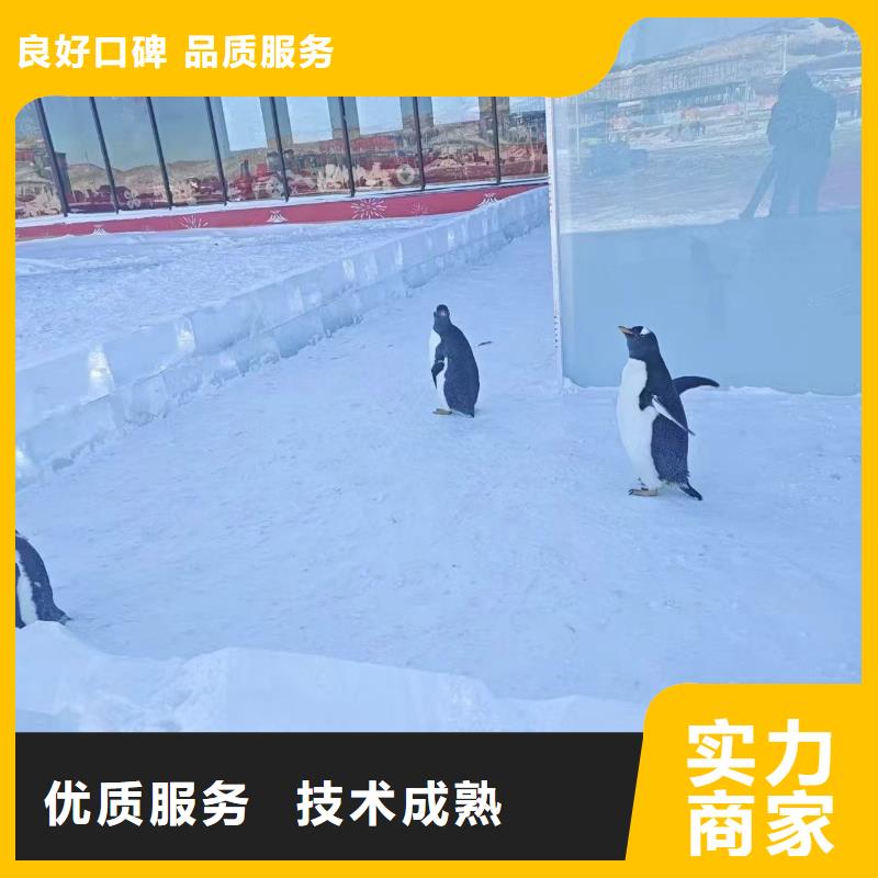 企鵝出租_多年生產(chǎn)經(jīng)驗