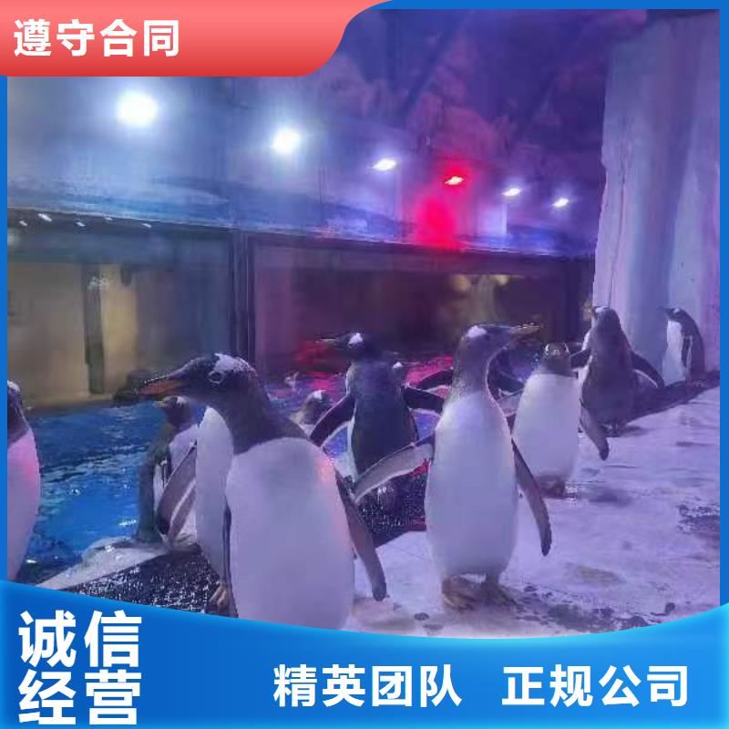 企鵝展覽-超低價格