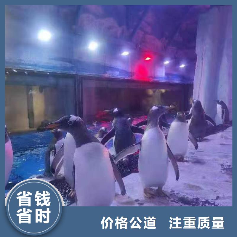 巴布亞企鵝咨詢