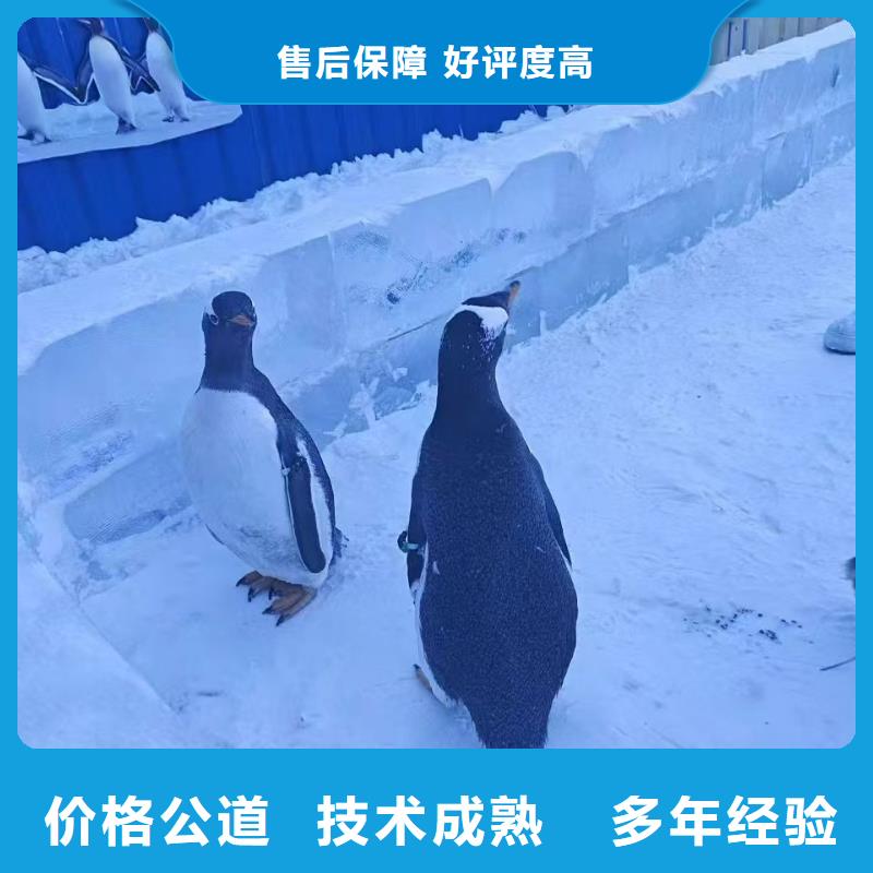 企鵝租賃制造商