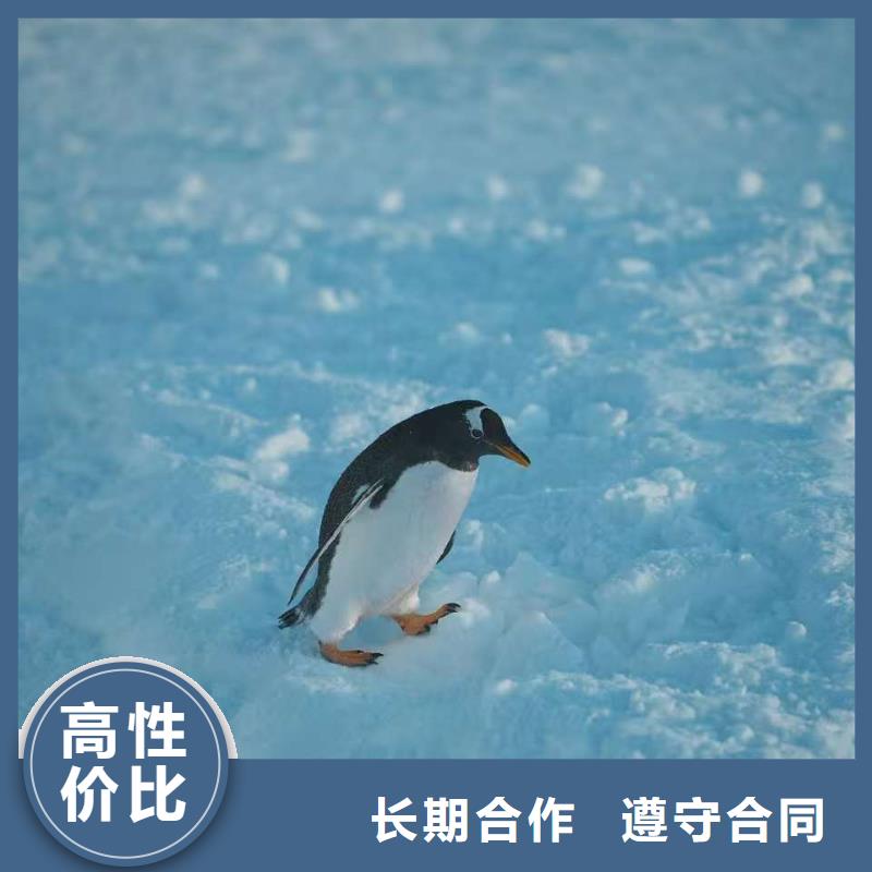 企鵝展覽-質(zhì)量可靠