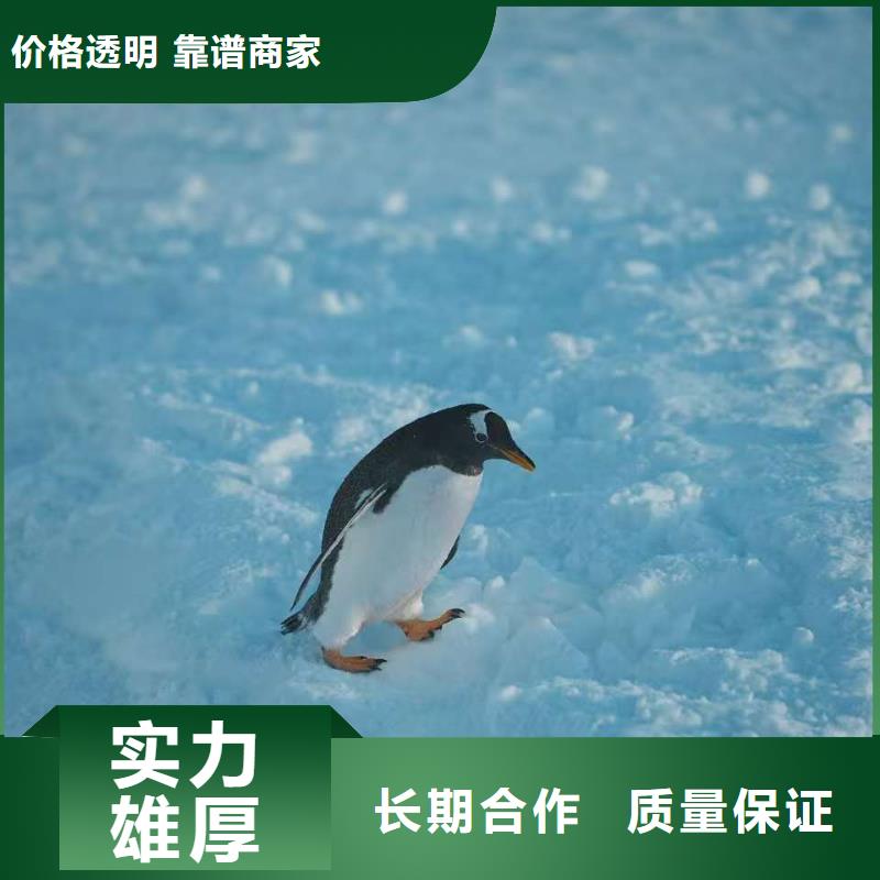 優(yōu)選帝企鵝