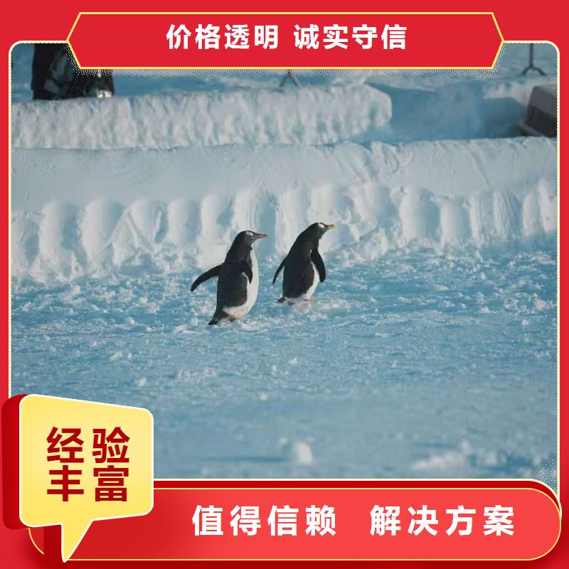 企鵝出租廠家量身定制