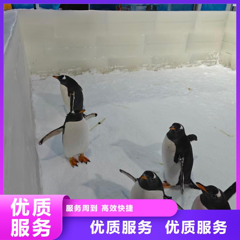 定制帽帶企鵝_生產(chǎn)廠家