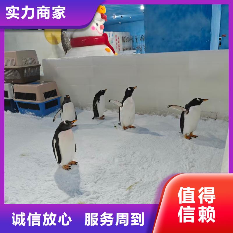 企鵝出租廠家-價(jià)格合理